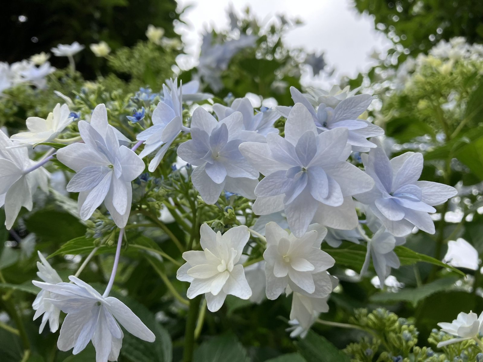 音楽と自然の関係