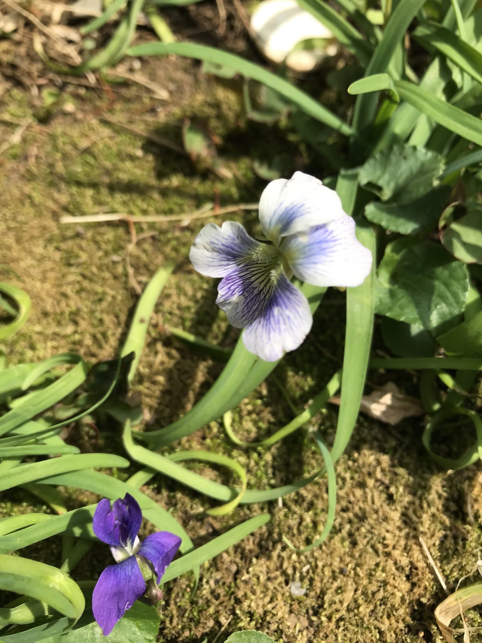 音楽と自然の関係