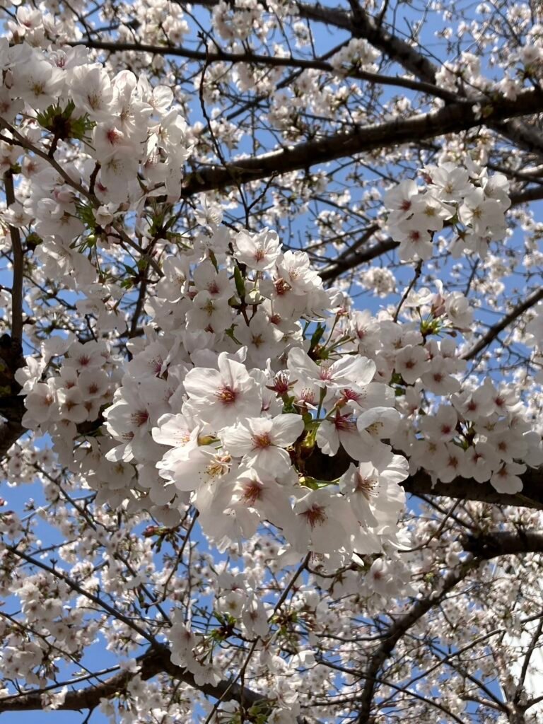  春とピアノ、桜の季節のはじまり