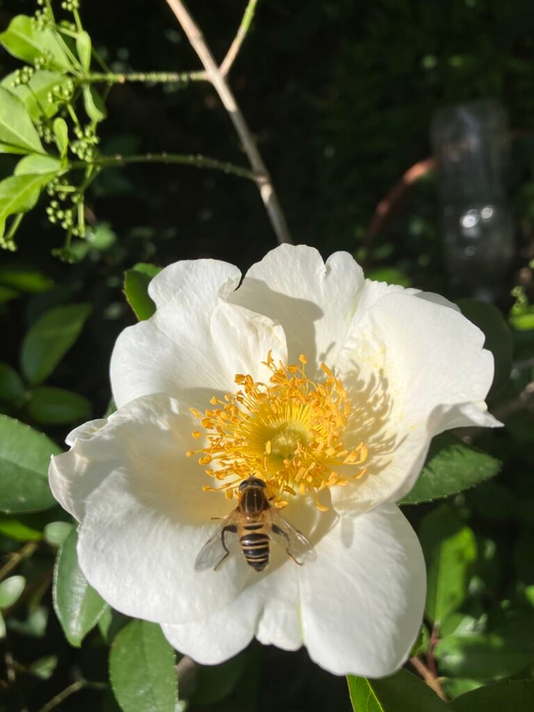 初夏の庭に咲く白い花と蜜を集める蜂｜元気が出る クラシック
