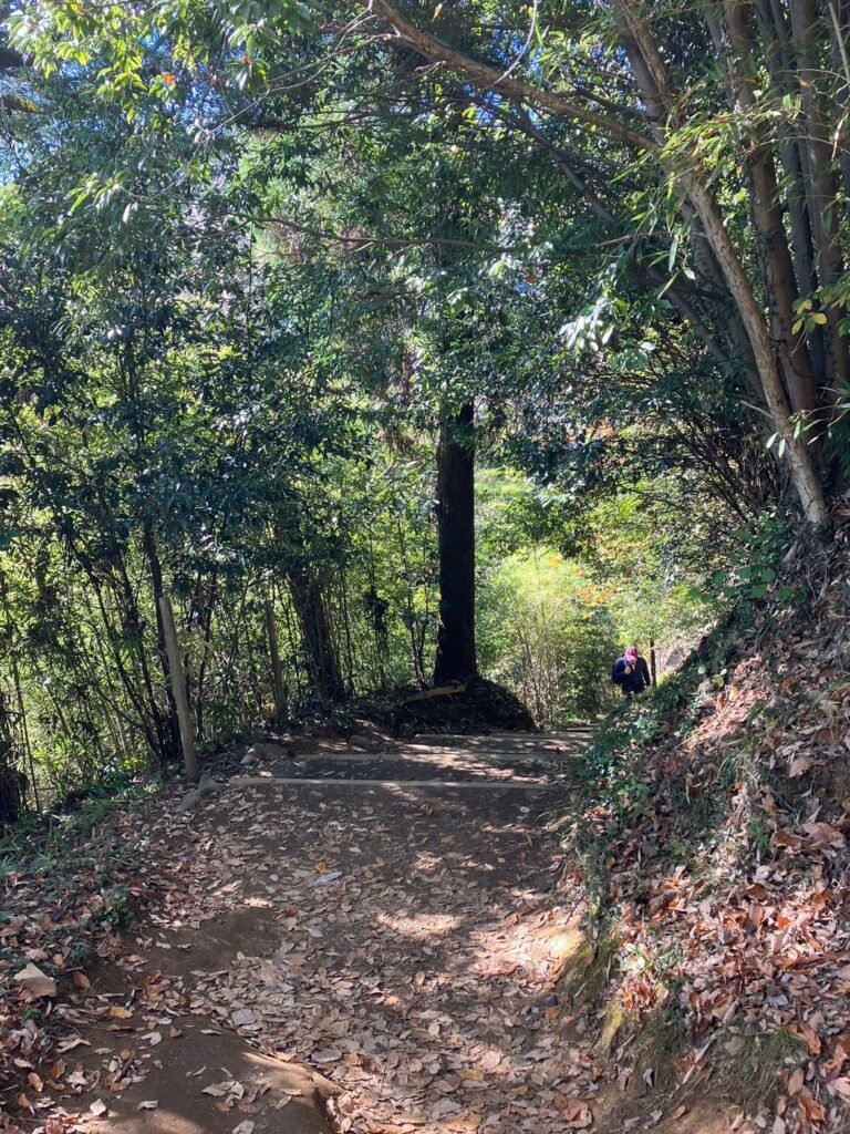 木漏れ日の森の小道｜癒し クラシック