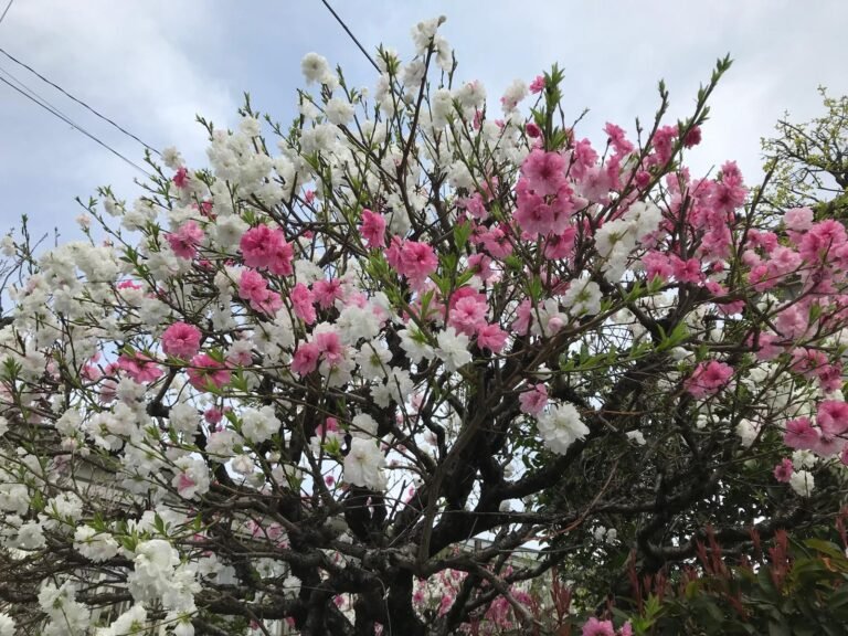 春に咲く桃の花。ピンクと白の花が青空に映える春の風景