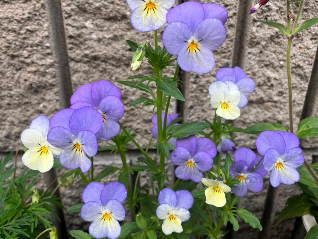  春に咲く紫色のビオラの花