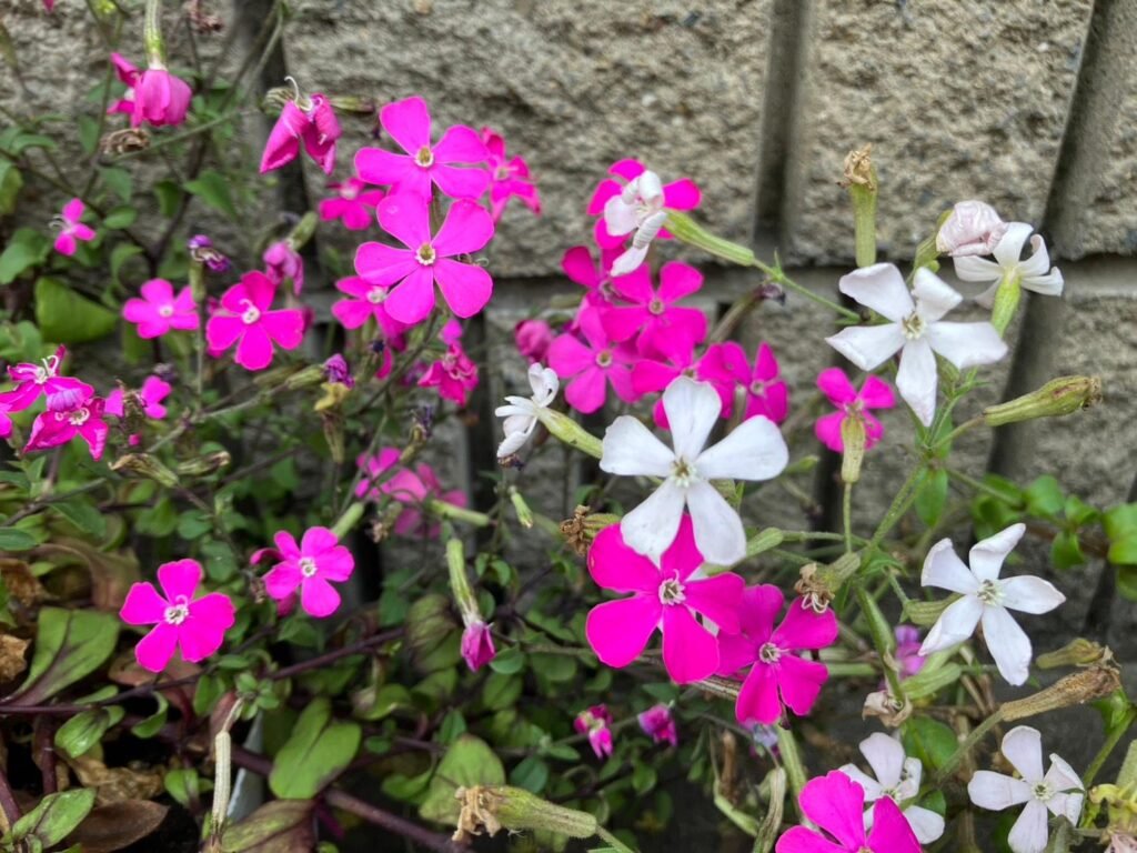 春に咲くピンクと白の小花